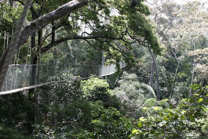 Exciting canopy walks nearby