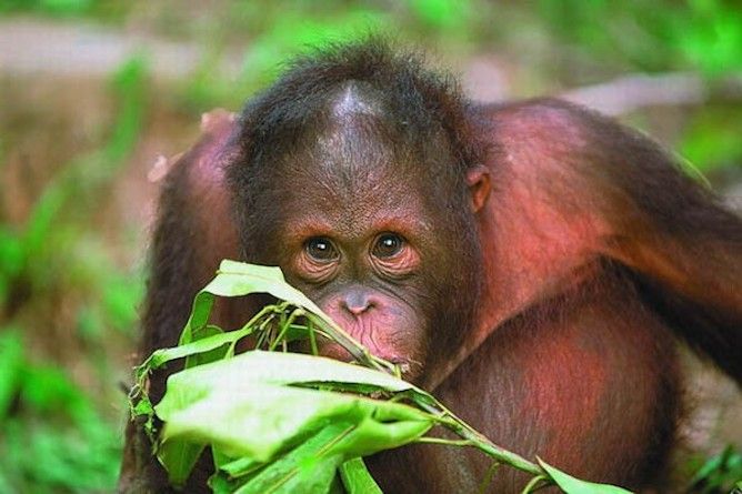 The nearby orang-utan sanctuary