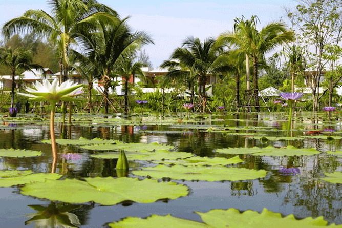The attractive gardens & lotus pond