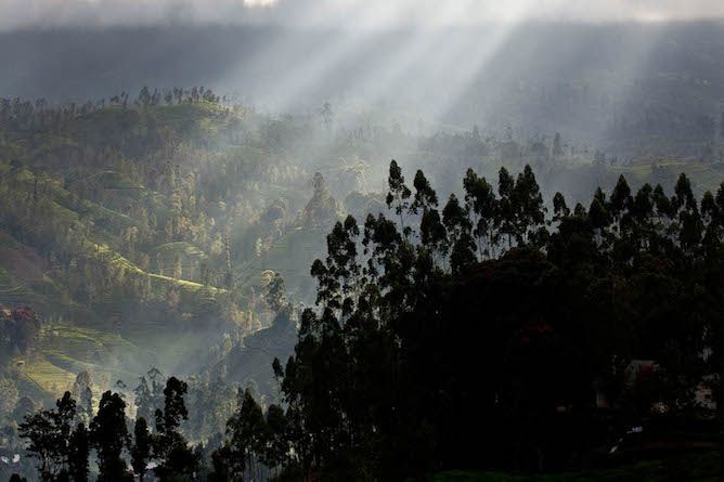 Tea valley