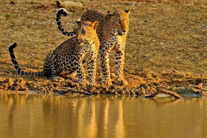 Partake in a nature trail and witness the thriving leopard population