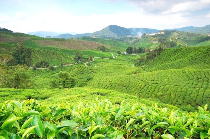 The rolling hills of the Cameron Highlands are a sheer delight!
