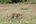 a leopard walking in a field