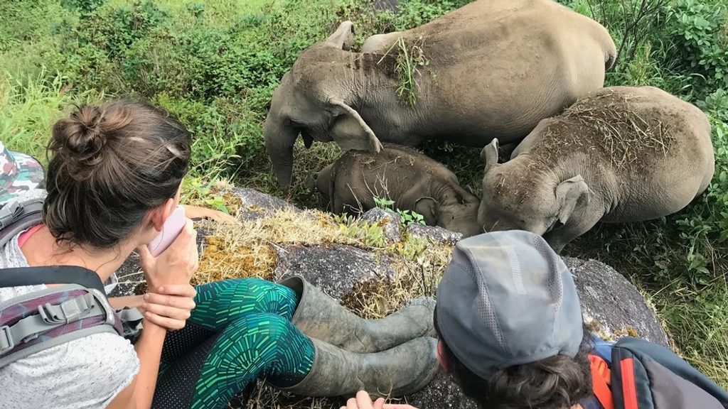 Watching elephants at Mahouts Elephant Foundation Mae Sot Thailand
