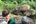 a group of people sitting on a rock with elephants in the background