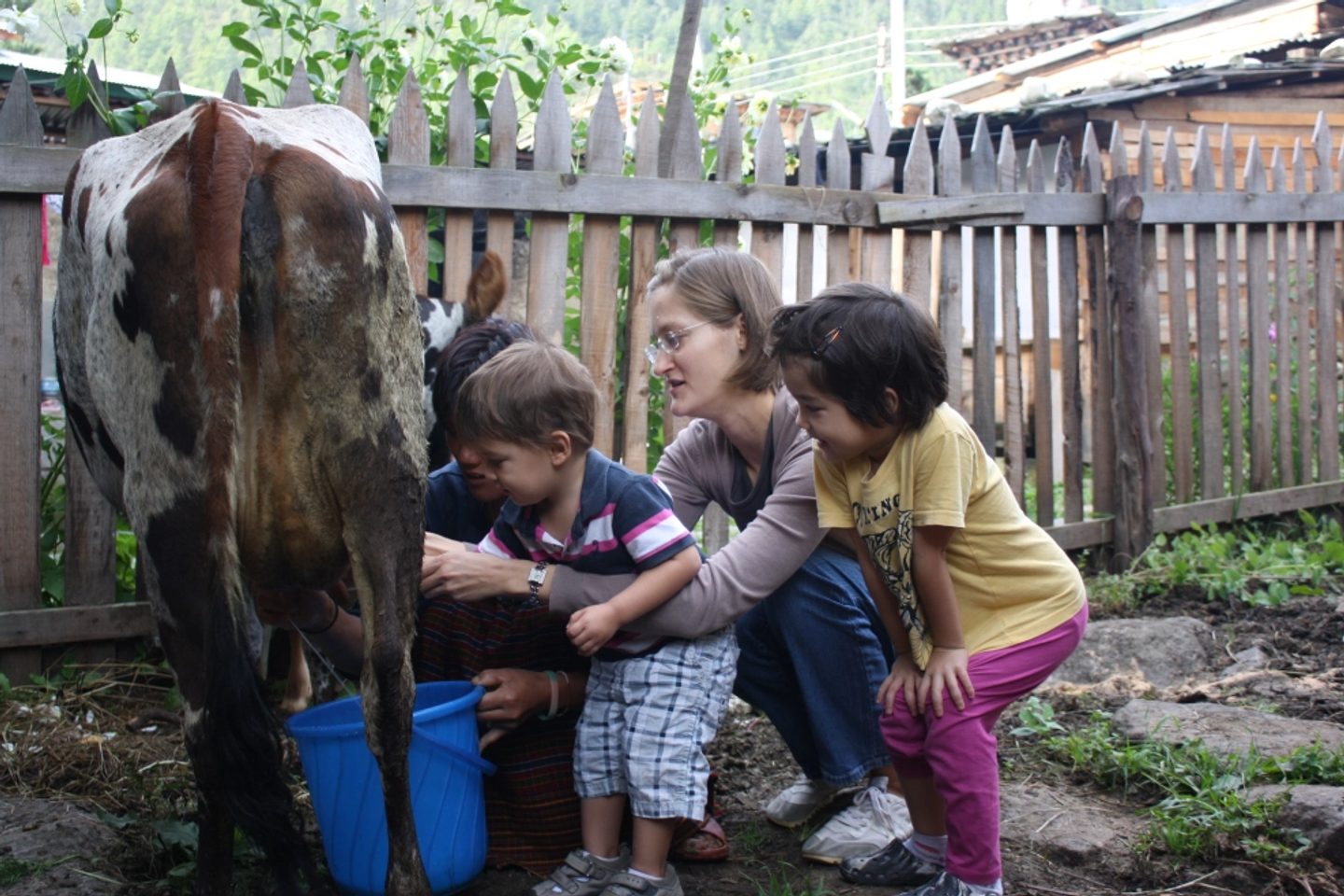 Family milking a cow Bhutan