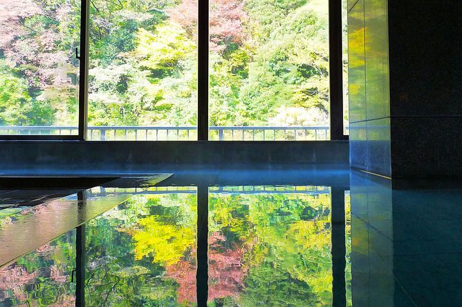 Views of the forest