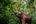 an elephant in the jungle