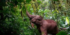 an elephant in the jungle
