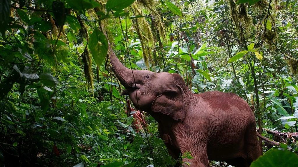 Elephant in the forest at Mahouts Elephant Foundation Mae Sot Thailand