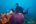 Diving in Borneo