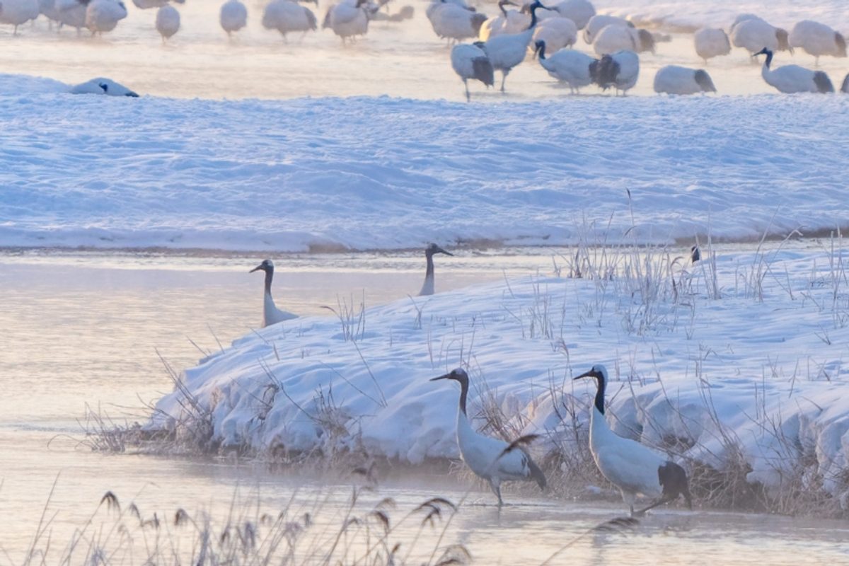 Red crowned cranes in Hokkaido
