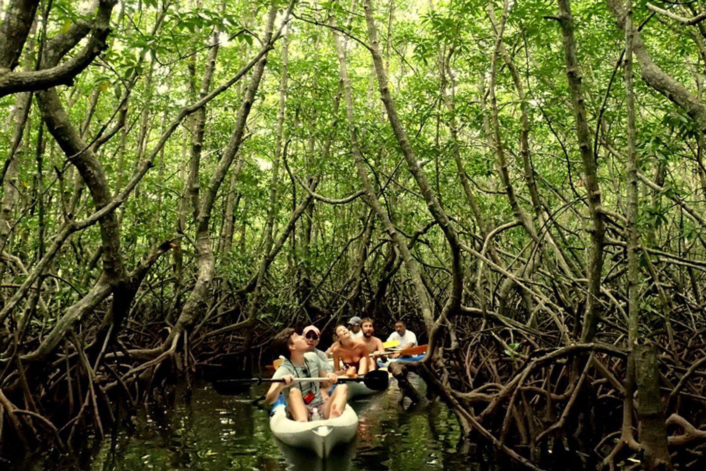 Boat in mangrove forest on Gaya Island