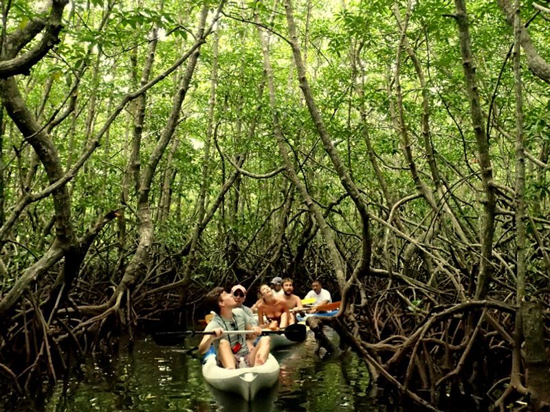 Boat in mangrove forest on Gaya Island