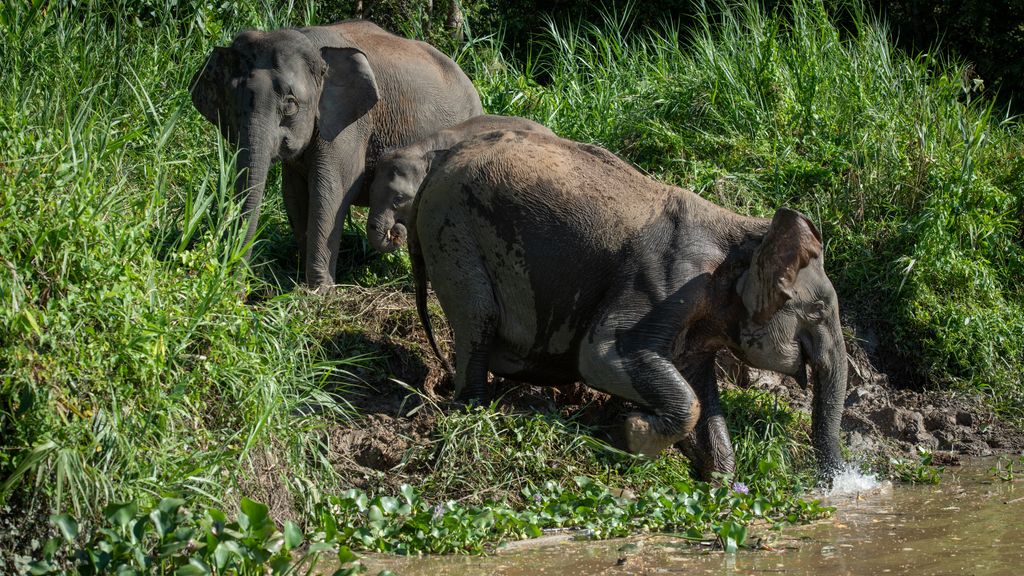 Elephants in Kinabatangan river