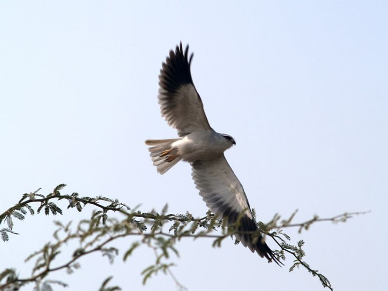 Bird watching rajasthan