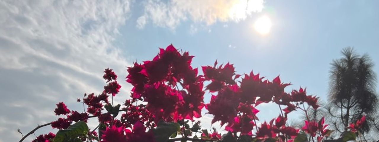 Flowers in Bhutan