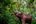 an elephant in the jungle