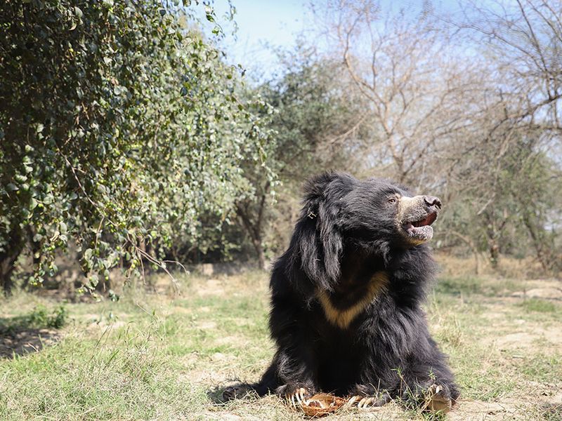 Bear in India