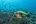 a turtle swimming in the ocean