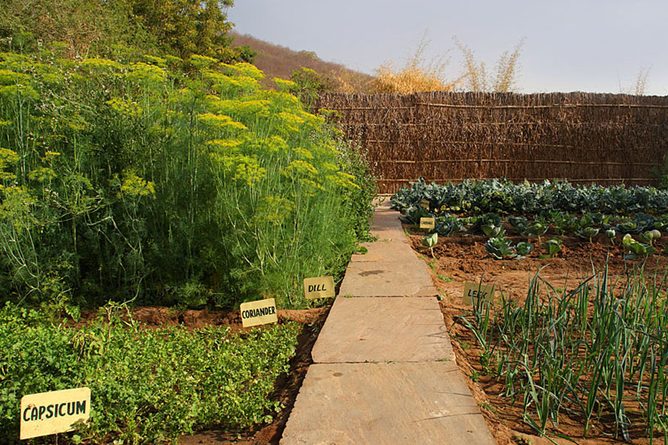 Kitchen garden