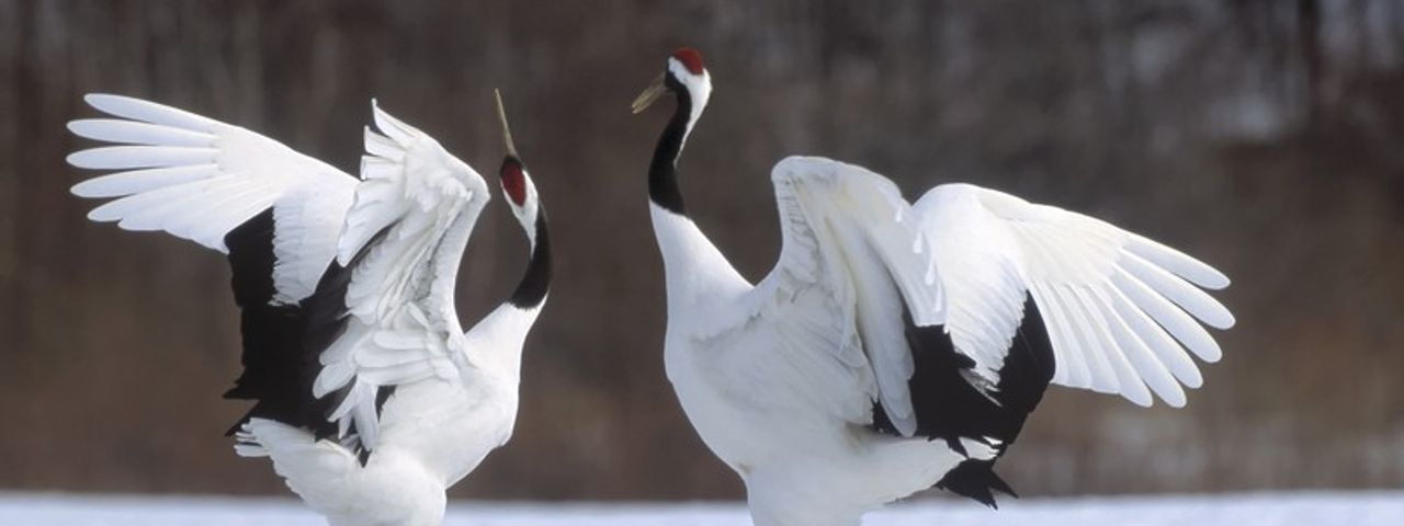 Hokkaido japan
