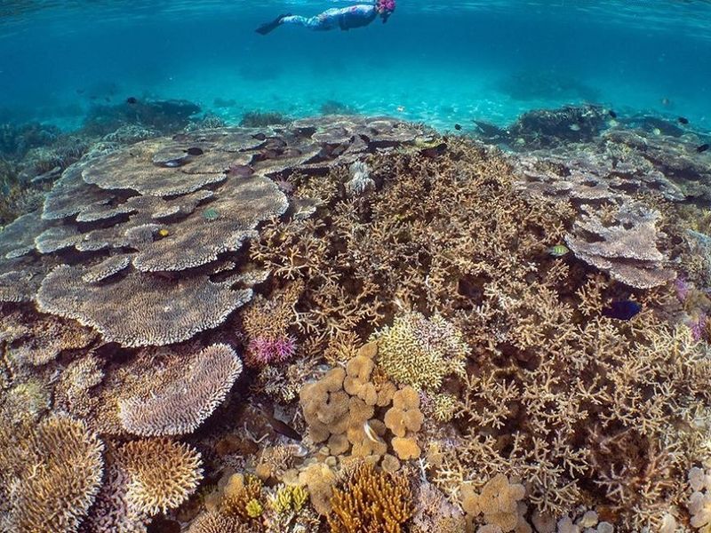 Diver and coral at Komodo Resort Indonesia