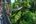 Borneo Rainforest Lodge canopy walkway