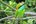 The Mudhouse Bee Eater