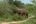 elephants in a grassy area