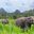 elephants in a grassy field