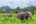 elephants in a grassy field