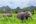 elephants in a grassy field
