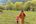 a woman and child walking in a field
