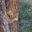 a leopard lying on a tree