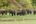 a group of elephants in a field