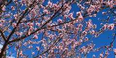 a tree with pink flowers