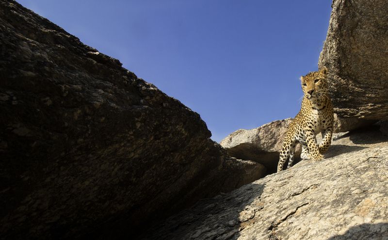 Spotting leopard