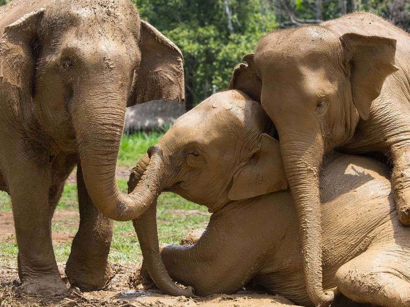 Elephants playing in the mud
