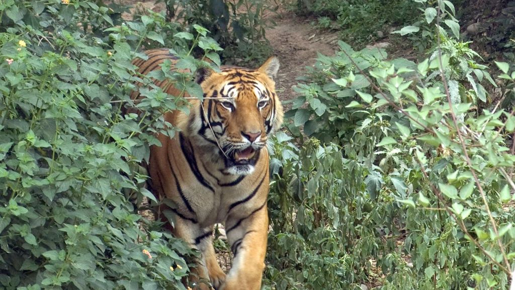 Tiger in Nepal