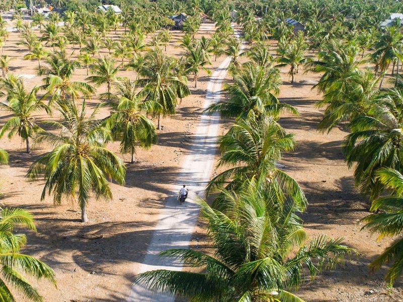 Palm trees lining the path at Bo’a Vida Rote Nusa Tenggara Indonesia