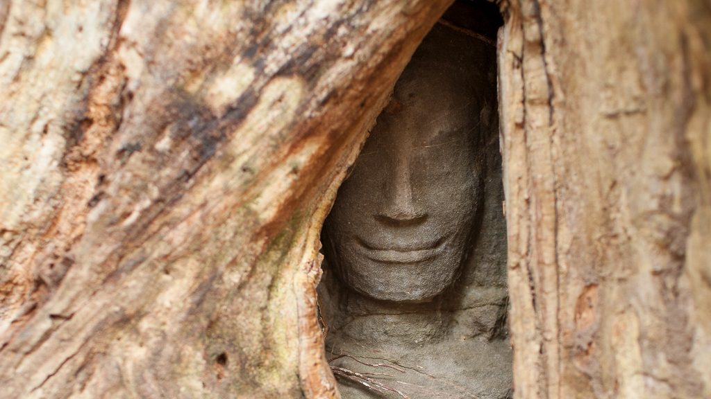 Face in tree Cambodia