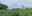 a field of green plants with a mountain in the background