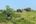 a man standing in a field