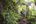 people walking up a trail in the jungle