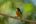 a bird on a branch
