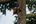 a bat from a tree