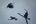 a group of birds flying in the sky