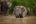 elephants in a river