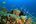 a coral reef with fish and corals